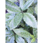 Panasonic  DMC-FP1 (Lumix) (silver) цифровой фотоаппарат мыльница y2k